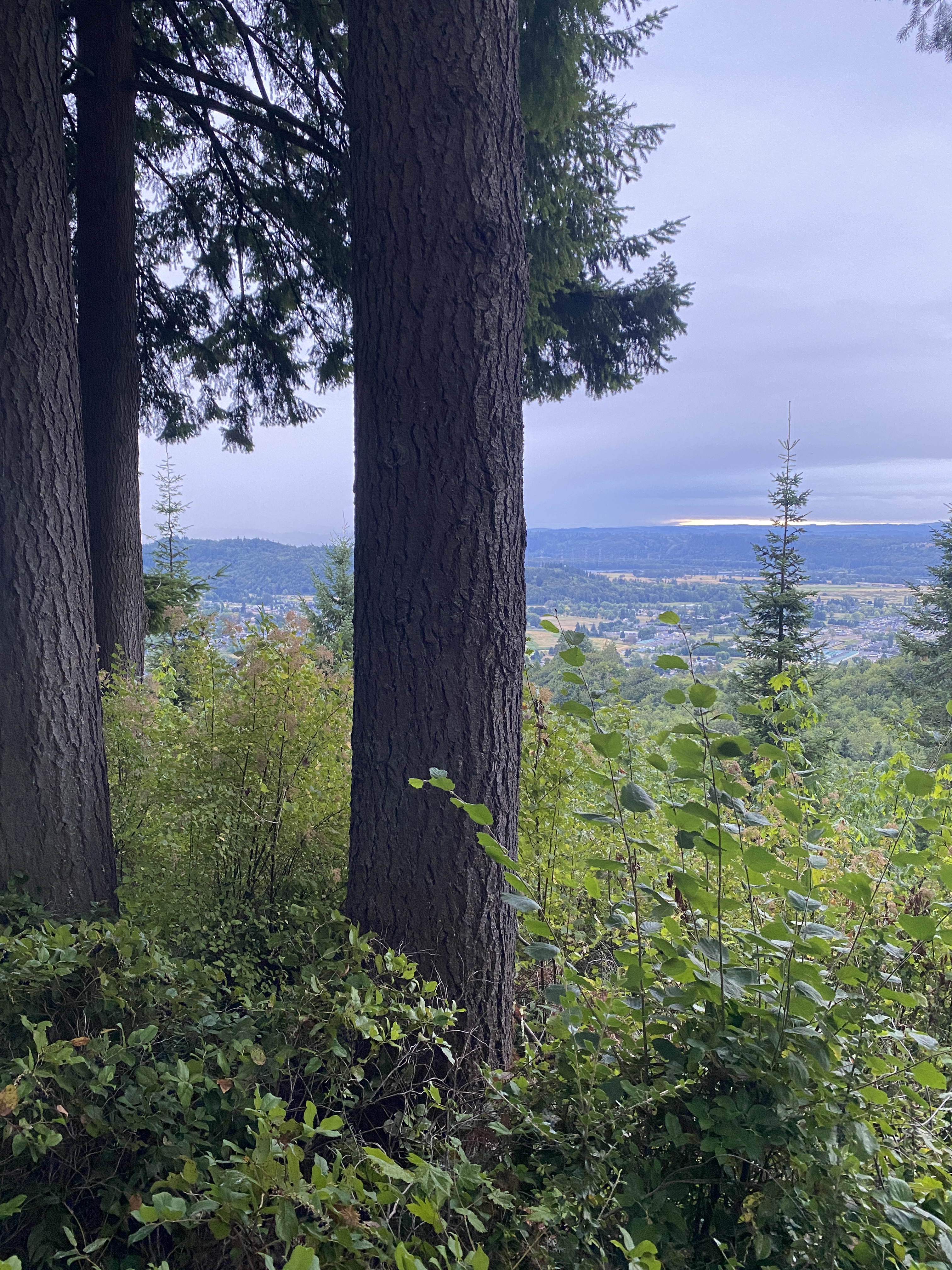 Columbia River view through tall pines